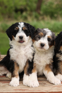 F1 Mini Bernedoodles